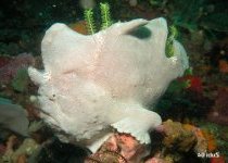 Antennarius commerson - Giant frogfish (Commerson's frogfish) - Riesen Anglerfisch