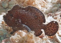 Antennarius randalli - Randall's frogfish - Randall's Anglerfisch