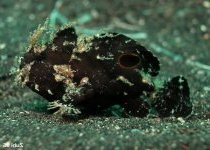 Antennarius sp- Ocellated Frogfish - Lembeh Anglerfisch