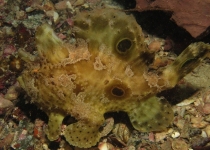 Antennarius ocellatus - Ocellated frogfish - Ocellus Anglerfisch - Pez rana manchado, pescador ocelado