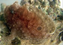 Antennarius radiosus - Big-Eyed frogfish - Grossaugen Anglerfisch