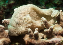 Histiophryne cryptacanthus - Cryptic Frogfish - 
