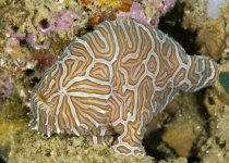 Histiophryne sp (?)- Frogfish - Ambon - Anglerfisch 
