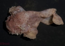 Histiophryne sp2 - <em>Histiophryne cf cryptacanthus</em>