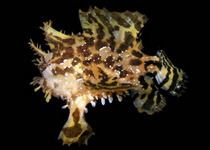 Histrio histrio - Sargassum Frogfish (Sargassumfish) - Sargasso Anglerfisch 