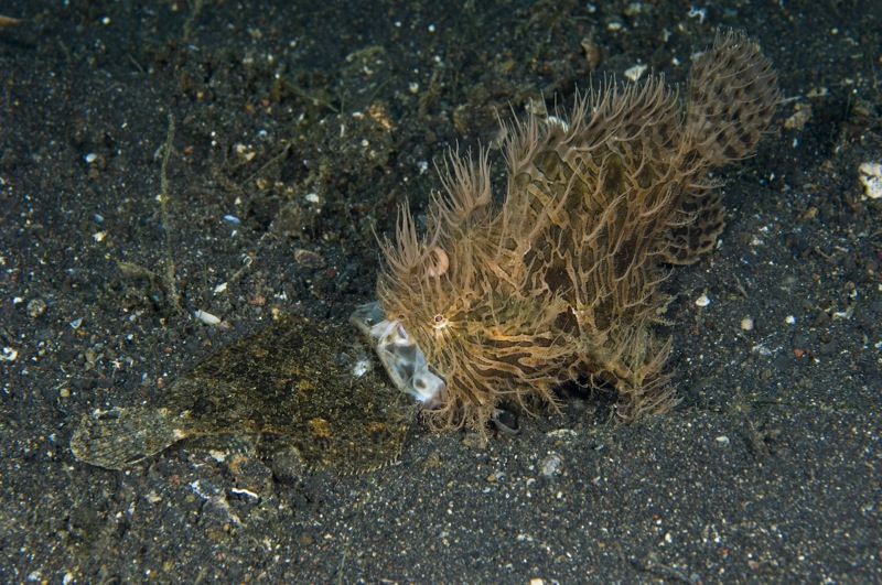 Hairy Frogfish (Antennarius striatus) has caught a flounder but is unable to swallow the fish because it is too large