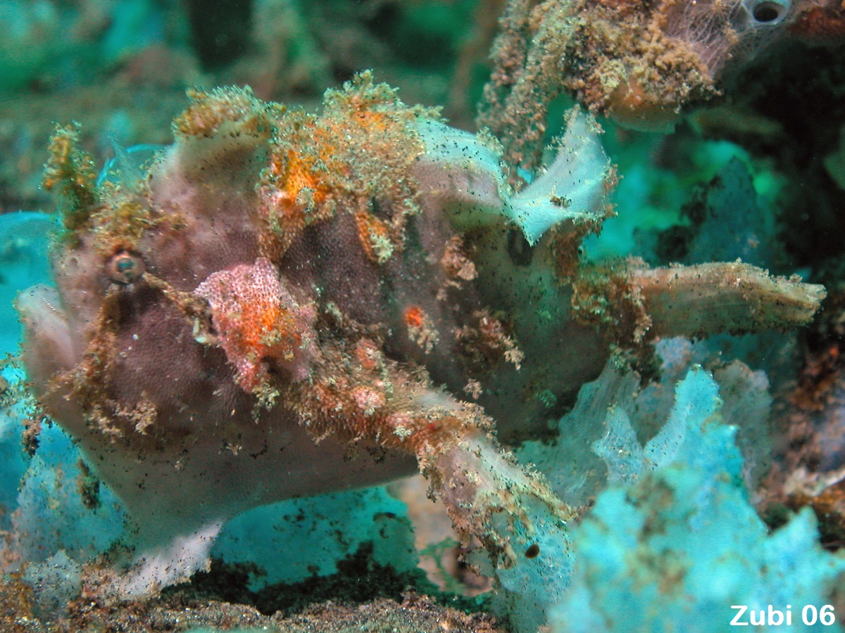 Antennatus nummifer - Antennarius 
        nummifer (Spotfin frogfish, coinbearing frogfish, whitefingered frogfish - Rückenfleck  Anglerfisch)