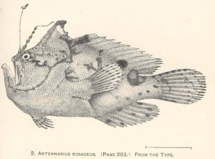 Antennatus 
                      rosaceus - Antennarius 
                      rosaceus (Rosy frogfish, Spiny-tufted Frogfish - Rosa Anglerfisch)