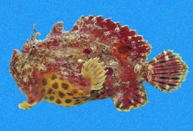 Antennatus sanguineus -  Antennarius sanguineus (Bloody frogfish, Sanguine frogfish - "Blutiger" Anglerfisch) 