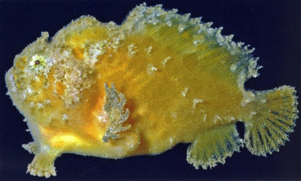 Echinophryne reynoldsi (Reynolds' Frogfish - Reynold's Anglerfisch) 