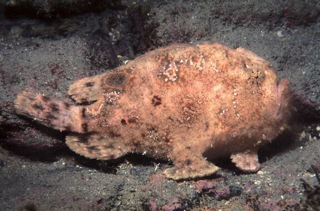 Fowlerichthys avalonis - Antennarius avalonis (Roughbar frogfish - Avalonis Anglerfisch)  Copyright Mike Miller: roughjaw frogfish - Avalonis Anglerfisch (<em>Antennarius avalonis</em>)