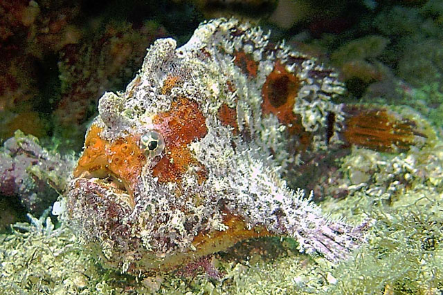 Fowlerichthys avalonis - Antennarius avalonis (Roughbar frogfish - Avalonis Anglerfisch)  Copyright Mike Miller: roughjaw frogfish - Avalonis Anglerfisch (<em>Antennarius avalonis</em>)