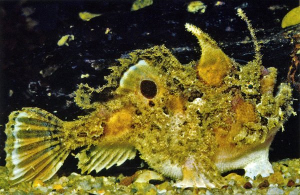 Kuiterichthys furcipilis (Rough Frogfish - Rauer Anglerfisch) 