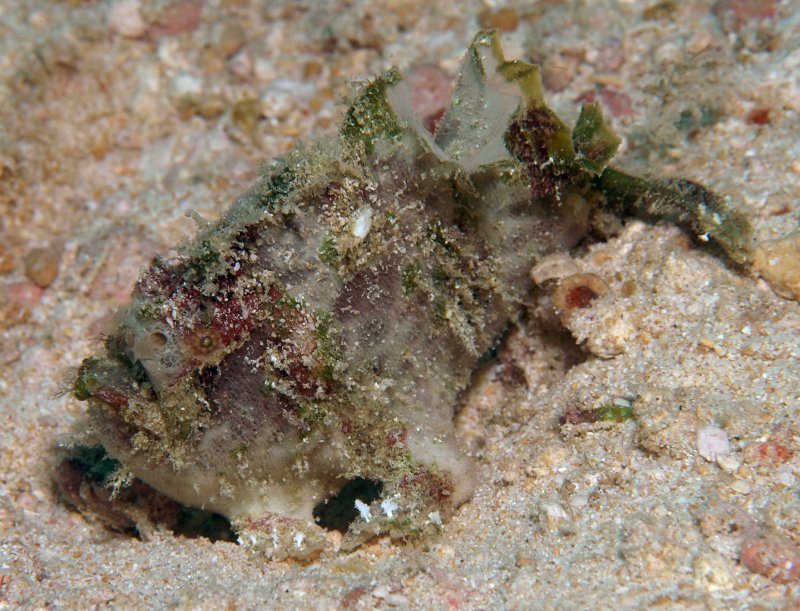 Lophiocharon lithinostomus (Marble-Mouthed Frogfish - Marmor-Maul Anglerfisch) 
