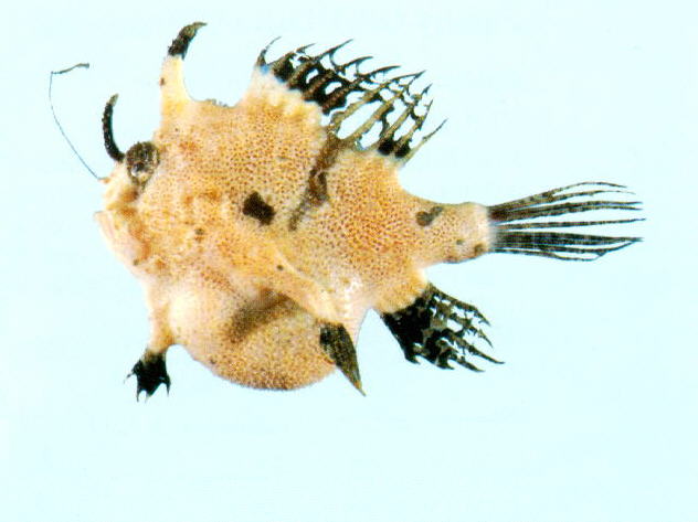 Tathicarpus butleri (Butler's Frogfish - Butler's Anglerfisch)