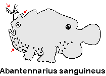 Antennatus sanguineus -  Antennarius sanguineus (Bloody frogfish, Sanguine frogfish - "Blutiger" Anglerfisch) 