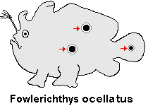Antennarius ocellatus - Ocellated frogfish - Ocellus Anglerfisch - Pez rana manchado, pescador ocelado