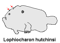 Lophiocharon hutchinsi 