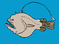 Deepsea Anglerfishes - Tiefsee-Angler 