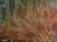Gestreifter Anglerfisch (Antennarius striatus) - Detail der Haut 