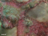 Warzen-Anglerfisch (Antennarius maculatus) - Detail der Haut mit Warzen und moosartigen Strukturen