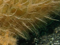 Gestreifter Anglerfisch (Antennarius striatus) - Detail der Haut 