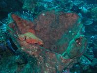 Giant frogfish (Antennarius commerson) - two frogfishes in a large sponge