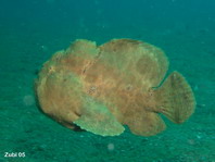 Swimming Giant frogfish Antennarius commerson