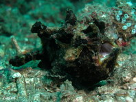 Black warty frogfish (Antennarius maculatus) - opens mouth
