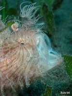 Antennarius striatus - Hairy Frogfish opens mouth