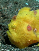 Painted frogfish (Antennarius pictus) juvenile - stretches its lure in front of the mouth (long rod)