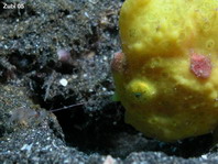 Painted frogfish (Antennarius pictus) juvenile - stretches its lure in front of the mouth (long rod)