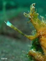 The lure of this Hairy frogfish (Antennarius striatus) has been severed, probably eaten by intended prey