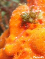 The lure of this Painted frogfish (Antennarius pictus) is very short and slightly bent, probably regenerated after been nibbled