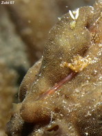 The lure of this Giant frogfish (Antennarius commerson) has been eaten but has grown back, only quite shorter than before