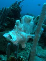 Giant frogfish (Antennarius commerson) opens mouth to yawn