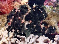 Giant frogfish (Antennarius commerson) - black frogfish 