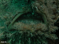Antennarius hispidus - Detail of the filamentous skin flap above the mouth
