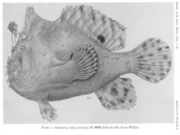 Lophiocharon lithinostomus (Marble-Mouthed Frogfish - Marmor-Maul Anglerfisch)