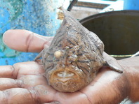 Lophiocharon lithinostomus (Marble-Mouthed Frogfish - Marmor-Maul Anglerfisch)