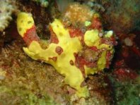Warty frogfish (Antennarius maculatus) - perfectly camouflaged