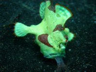 Antennarius maculatus - Clown frogfish luring