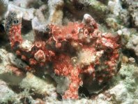 Warty frogfish (Antennarius maculatus) - probably with a protozoan infection on skin which enhances the camouflage effect 