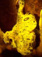 Longlure frogfish / Augenfleck Anglerfisch (<em>Antennarius multiocellatus</em> )