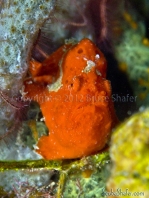 Antennarius multiocellatus (Longlure frogfish - Augenfleck Anglerfisch - Martín pescador, pescador caña larga)