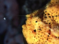 Longlure frogfish / Augenfleck Anglerfisch (<em>Antennarius multiocellatus</em> )