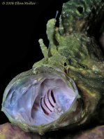 Longlure frogfish / Augenfleck Anglerfisch (<em>Antennarius multiocellatus</em> )