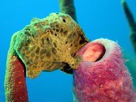 Longlure frogfish / Augenfleck Anglerfisch (<em>Antennarius multiocellatus</em> )