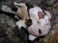 Longlure frogfish / Augenfleck Anglerfisch (<em>Antennarius multiocellatus</em> )