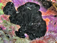 Longlure frogfish / Augenfleck Anglerfisch (<em>Antennarius multiocellatus</em> )